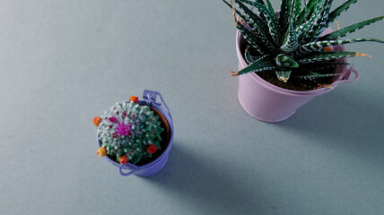 A striking top-down view presents two vibrant potted succulents, a blooming cactus in purple and a striped succulent in pink, set against a clean grey background, perfect for plant care © Kos6ka