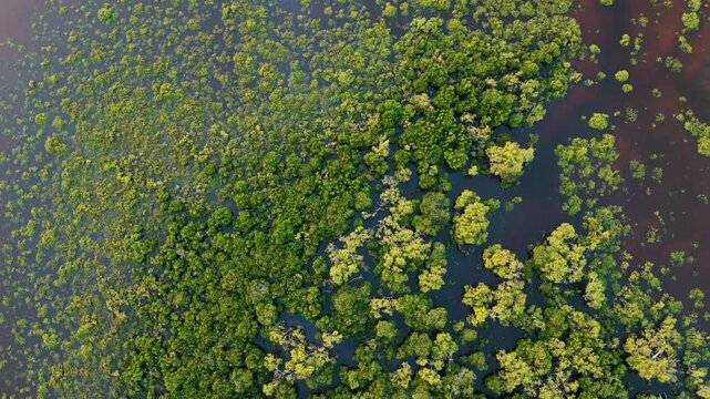 Aerial View of Mangrove Forest in Agnes Water Queensland