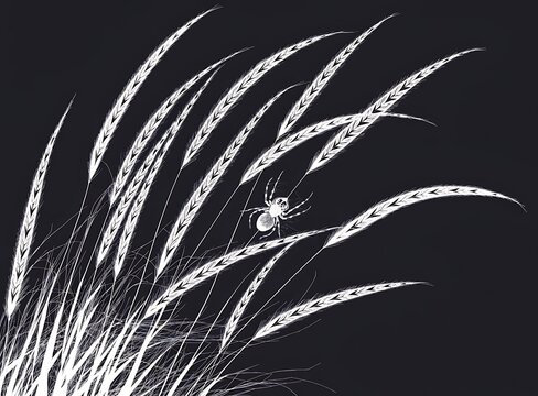 Spider resting on tall grass blades