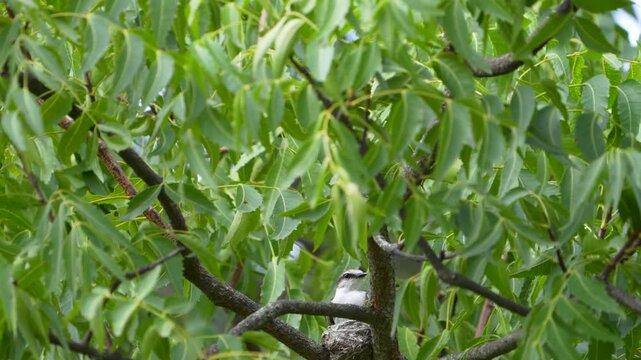 White-bellied Minivet incubating on a nest hidden in tree canopy
