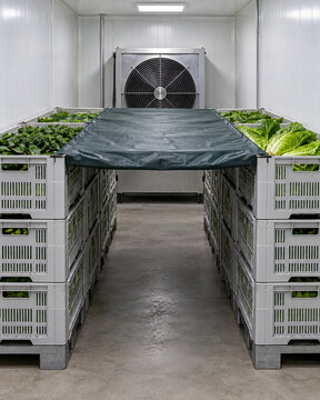 Forced Air Produce Cooling Tunnel with Ventilated Harvest Crates