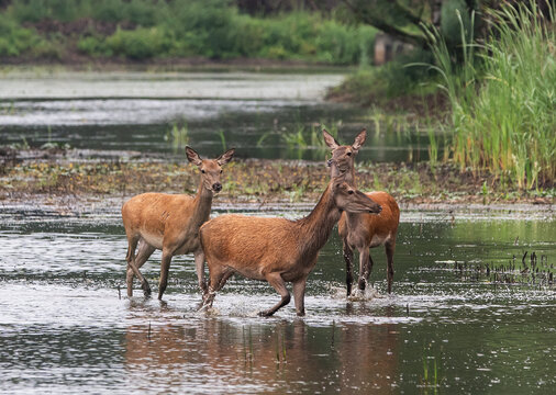 Rothirschk&uuml;he (Kahlwild) im flachem Wasser eines Teiches