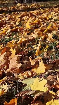 Autumn maple leaves on the ground. Park lawn completely covered with fallen bright leaves, autumn landscape, change of season in nature. Background of fallen yellow leaves. Golden autumn, nature