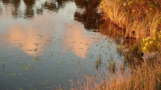 water Lillies in pond at sunset,Stanford, South Africa
