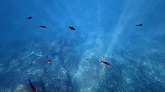 Red fish swimming over a rocky seabed underwater. Anthias anthias