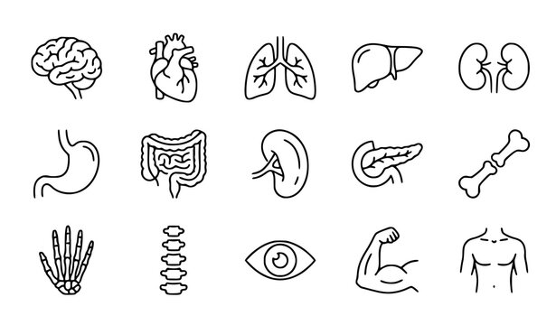 Human Internal Organs and Anatomy Line Icon Set with Brain, Heart, Lungs, and Medical Symbols for Healthcare, Education, Apps, and Digital Media