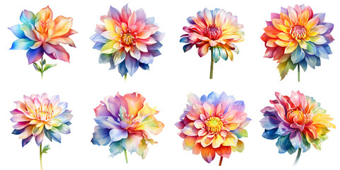 Obraz premium Vibrant dahlia blossoms display a watercolor rainbow spectrum on a stark black background