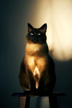 Mekong Bobtail cat sitting on stool in dramatic warm sunlight, dark background