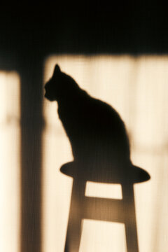Mekong Bobtail cat silhouette sitting on a stool in warm window light