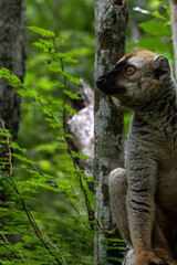 Fototapeta premium Profile Portrait of a Red-Fronted Brown Lemur in the Forest Canopy at Kirindy Madagascar