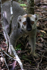 Fototapeta premium Red-Fronted Brown Lemur on the Forest Floor Looking at the Camera Kirindy Madagascar