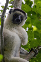 Fototapeta premium Verreaux's Sifaka Sitting in a Tree and Meeting the Camera's Gaze Kirindy Madagascar