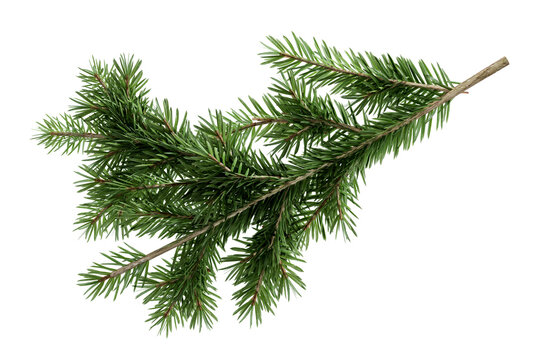 Green spruce pine branch with needles isolated on transparent background