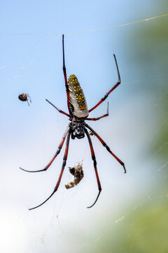 Red-Legged Golden Orb Weaver Spider on Web in Madagascar