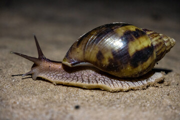 Giant African Land Snail in Kirindy Forest at Night © Kaitlind