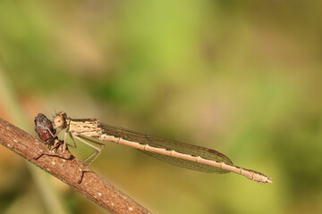 Siberian Winter Damselfly (Sympecma paedisca) © Sintija