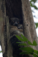 Fototapeta premium Mother and Baby Red-Tailed Sportive Lemurs in Tree Hollow Kirindy Forest