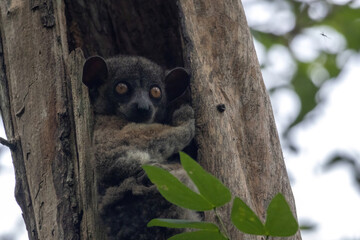 Fototapeta premium Red-Tailed Sportive Lemur Peering from Tree Hollow in Kirindy Forest