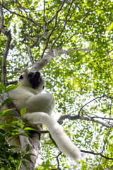 Fototapeta premium Verreaux's Sifaka High in Forest Canopy at Kirindy Reserve Madagascar