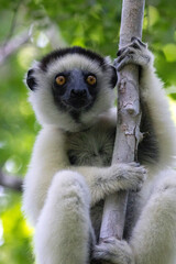 Fototapeta premium Verreaux's Sifaka Clinging to Tree in Kirindy Forest Madagascar