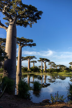 Row of Adansonia grandidieri Baobabs Reflected in Floodwaters at Avenue des Baobabs