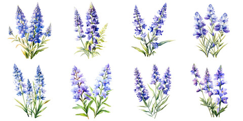 Fototapeta premium Collection of watercolor lupine flower illustrations isolated on a black background for design purposes