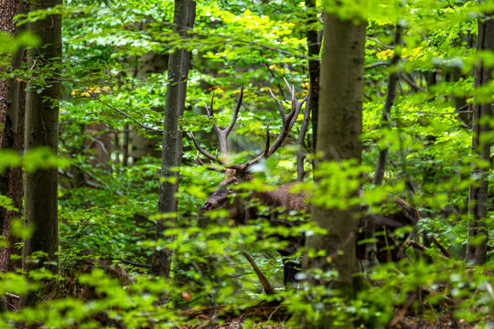 Red deer stag looking at camera from behind trees in green forest during rutting season, Bieszczady Mountains, Poland
