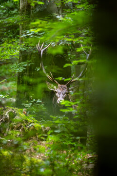 Red deer stag looking at camera from behind trees in green forest during rutting season, Bieszczady Mountains, Poland