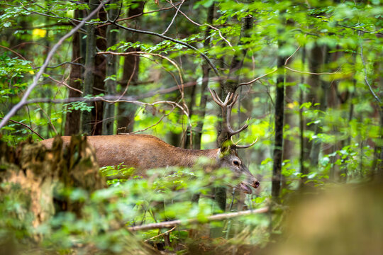 Red deer stag roaring during mating season in Bieszczady Mountains, Poland