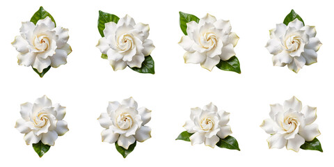 Obraz premium Arrangement of gardenia flowers with water droplets against a black background
