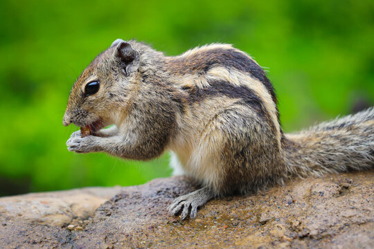 Ajanta, Maharashtra, India, 4 Aug 2026 - Close up view of a small striped squirrel nibbling on food against a green background at the Ajanta caves.