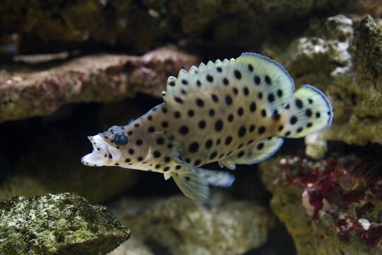 Humpback grouper (Chromileptes altivelis)