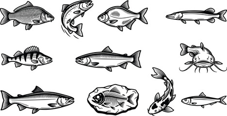 Obraz premium Vintage Freshwater Fish Vector Engraving Illustration Set with Salmon Carp Catfish Trout and Canned Sardine Designs for Retro Outdoor Fishing Graphics