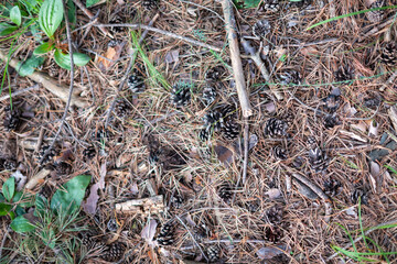 Small dark forest berries growing on the ground in a coniferous woodland © Gabriel
