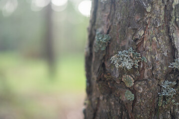 Obraz premium Close up of lichen growing on a pine tree bark in a forest with copy space