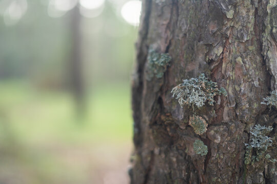 Close up of lichen growing on a pine tree bark in a forest with copy space
