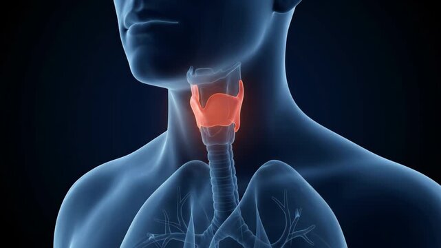 3d medical illustration showing inflamed human larynx and throat
