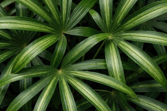 Close view of striped green Rhapis excelsa leaves. Broadleaf lady palm foliage creates natural texture. Tropical plant provides rich botanical backdrop.