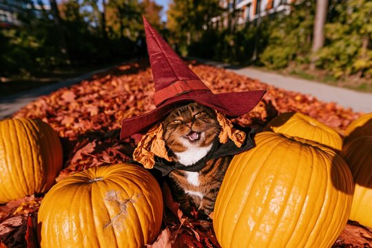 Cat wearing a witch hat and cape sitting with pumpkins among fallen leaves, a cozy seasonal scene for halloween and pet campaigns