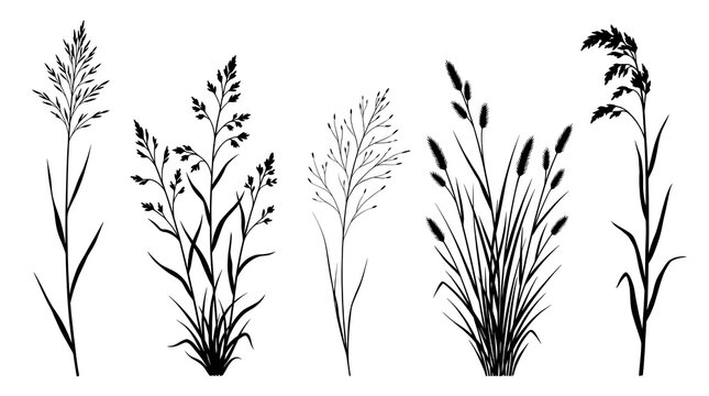 Set of diverse prairie grass vector silhouettes