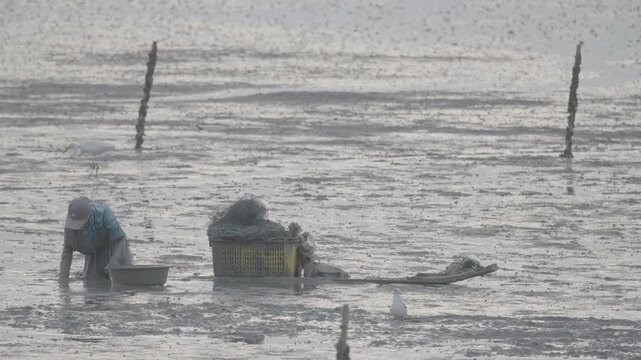 Korean Mudflat Peolbae Razor Clam Shellfish Clam Harvesting Fisherman Korea 한국 갯벌 뻘배 맛조개 조개 조개잡이 어민 어부 채취 수산물 해양생태 노동