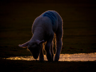 Backlit lamb grazing in a field at golden sunset © Ivans