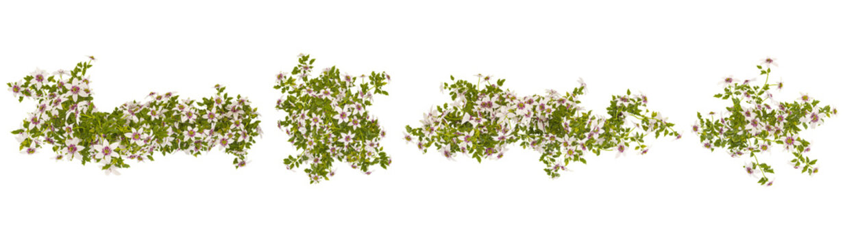 3d rendering of Clematis creeper plants with transparent background from the top view