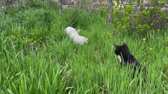 Three street cats playing in high green grass: grey cat is hiding in ambush and watching, while black and white cat suddenly jumps towards white cat like catching prey