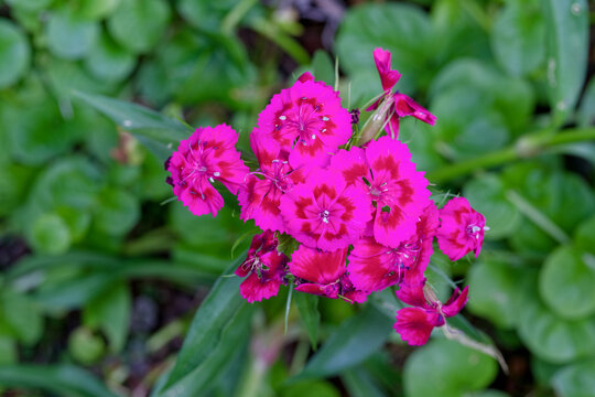 A cluster of Dianthus barbatus (Sweet William) flowers with deep pink and red shades