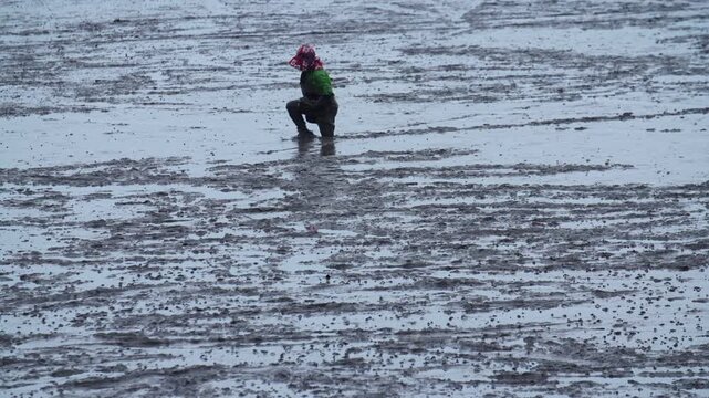 Korean Mudflat Peolbae Razor Clam Shellfish Clam Harvesting Fisherman Korea 한국 갯벌 뻘배 맛조개 조개 조개잡이 어민 어부 채취 수산물 해양생태 노동