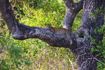Sri Lankan Leopard on a Palu Tree © Nuwantha