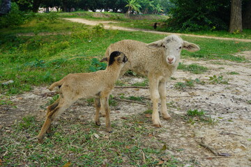 sheep and lamb © Md Jakir Hossain