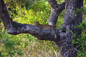 Sri Lankan Leopard on a Palu Tree © Nuwantha