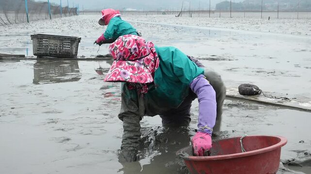 Korean Mudflat Peolbae Razor Clam Shellfish Clam Harvesting Fisherman Korea 한국 갯벌 뻘배 맛조개 조개 조개잡이 어민 어부 채취 수산물 해양생태 노동